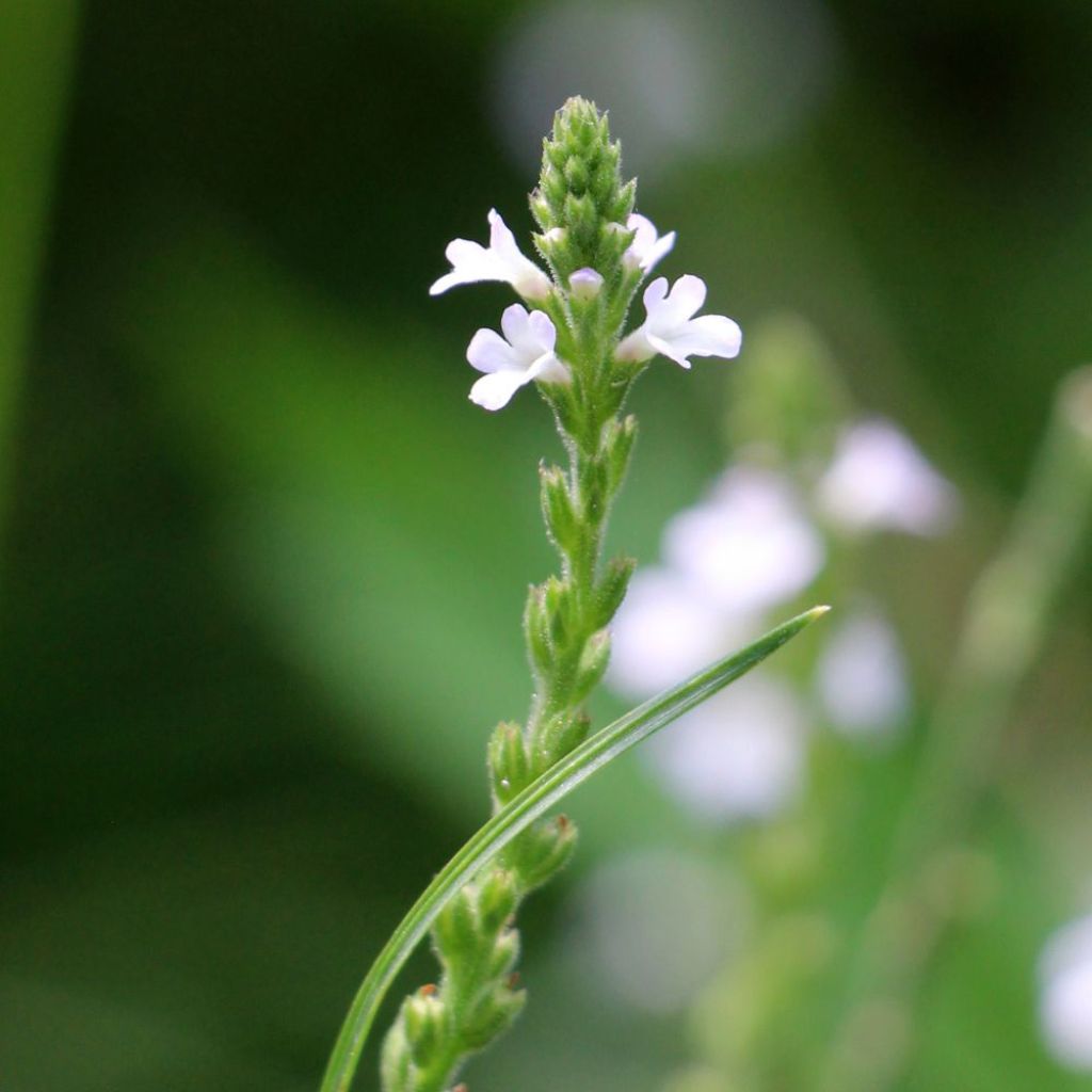 Verbena officinalis - Verbena-oficinal