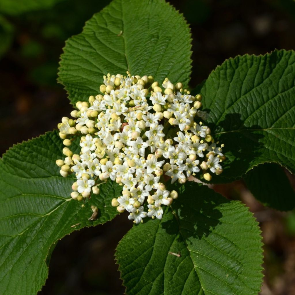 Viburnum lantana - Viburno-lantana