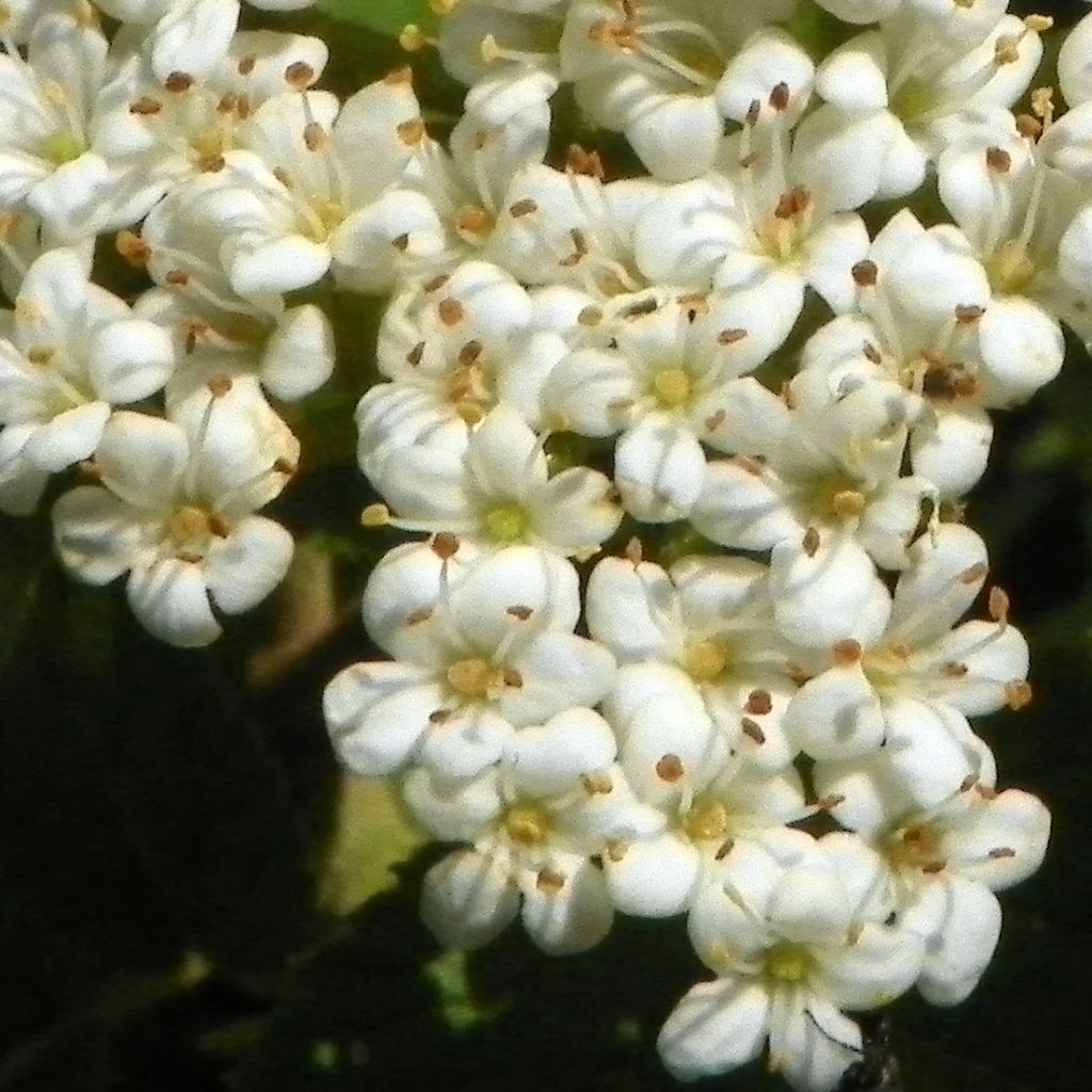 Viburnum lantana - Viburno-lantana
