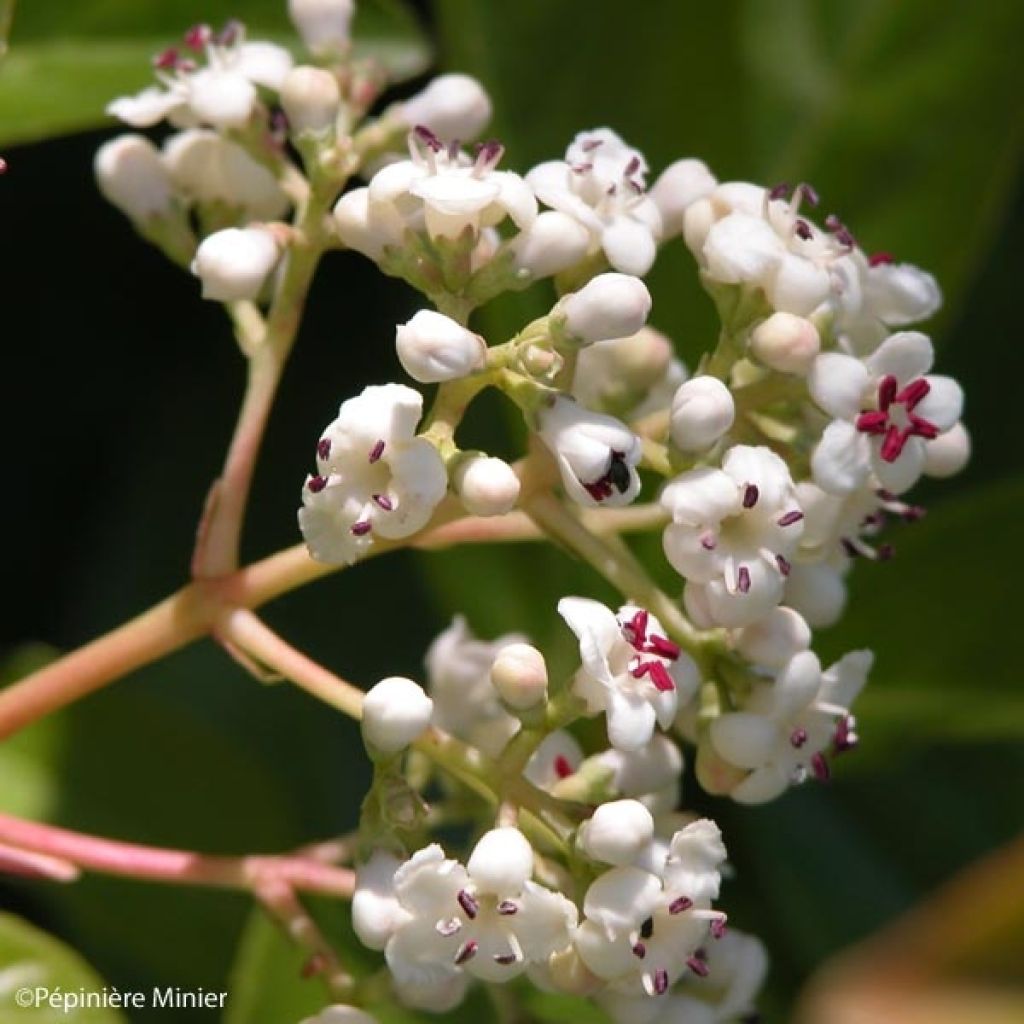 Viburnum Le Bois Marquis - Viburno-doce