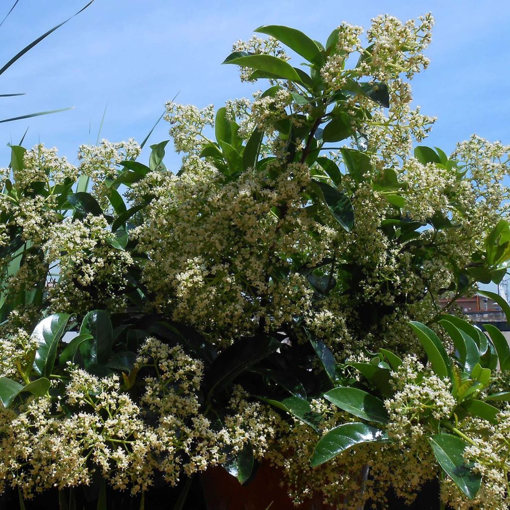 Viburnum lucidum - Folhado