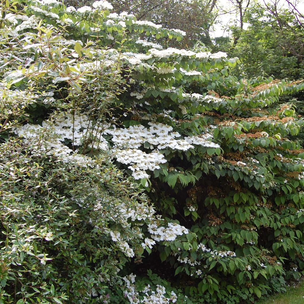 Viburnum plicatum Lanarth - Viburno-do-japão