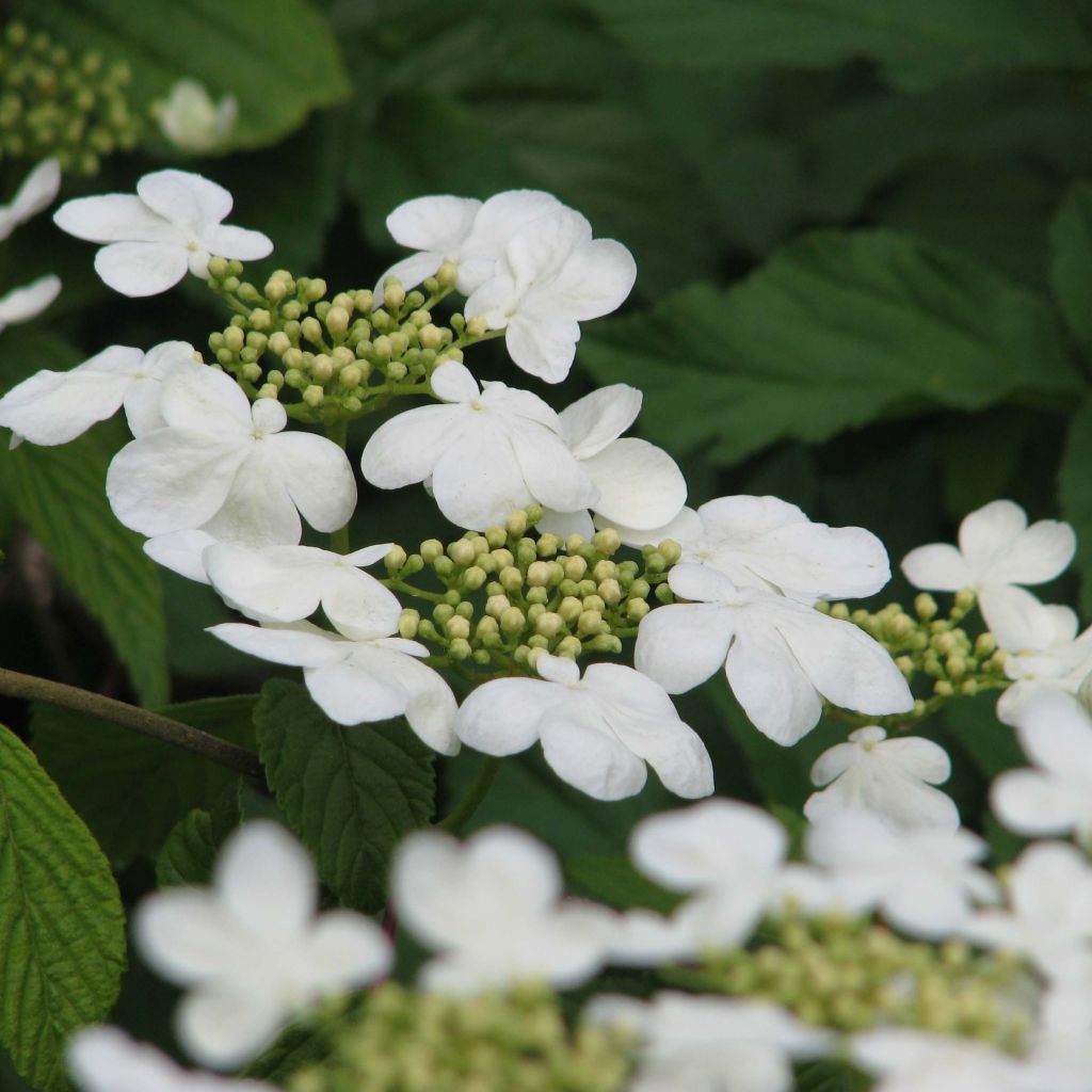 Viburnum plicatum Mariesii - Viburno-do-japão