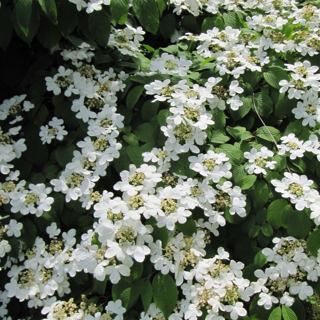 Viburnum plicatum Mariesii - Viburno-do-japão
