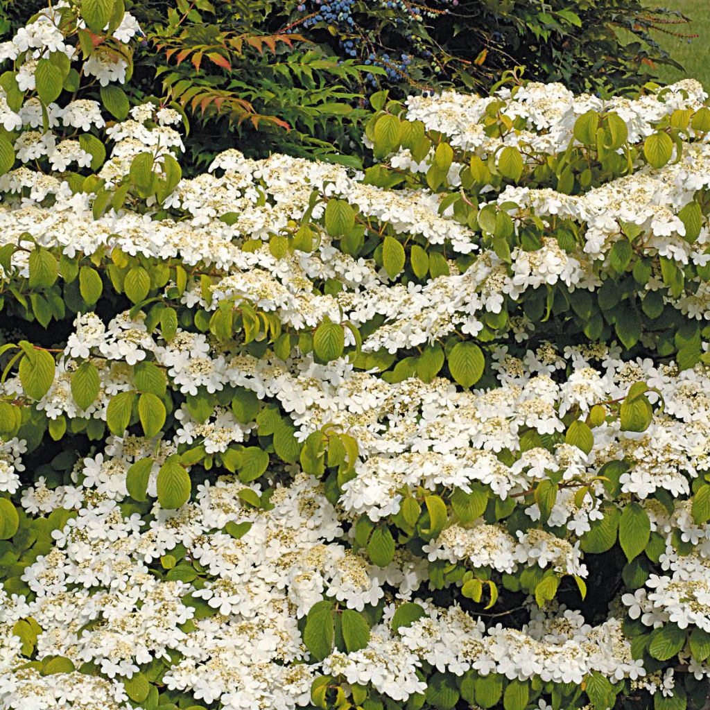 Viburnum plicatum Mariesii Great Star - Viburno-do-japão