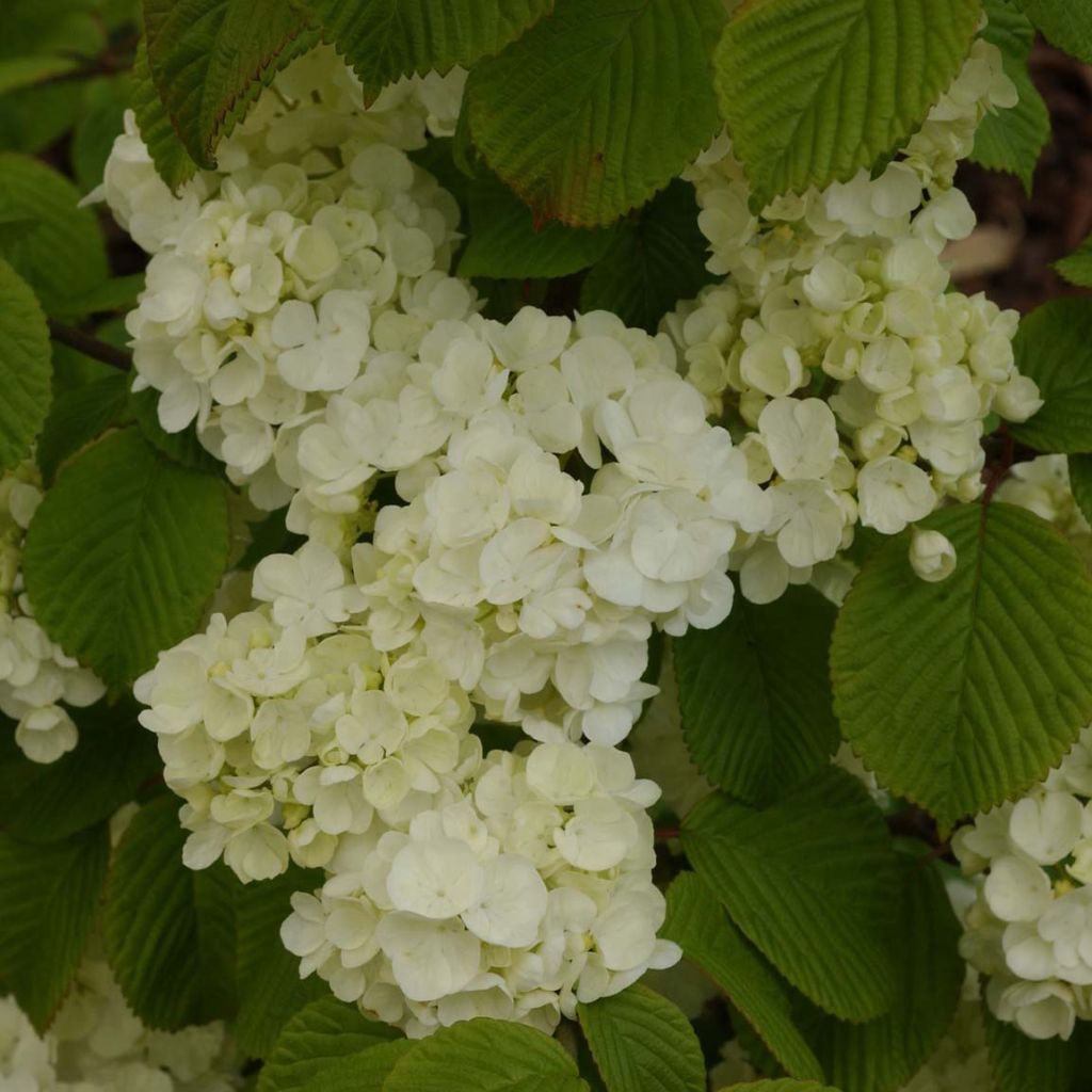 Viburnum plicatum Popcorn - Viburno-do-japão