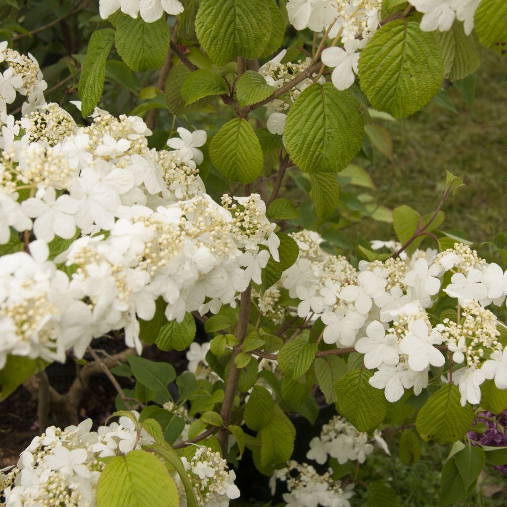 Viburnum plicatum mariesii Shasta - Viburno-do-japão