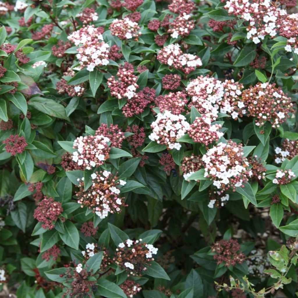 Viburnum tinus Spirit - Folhado