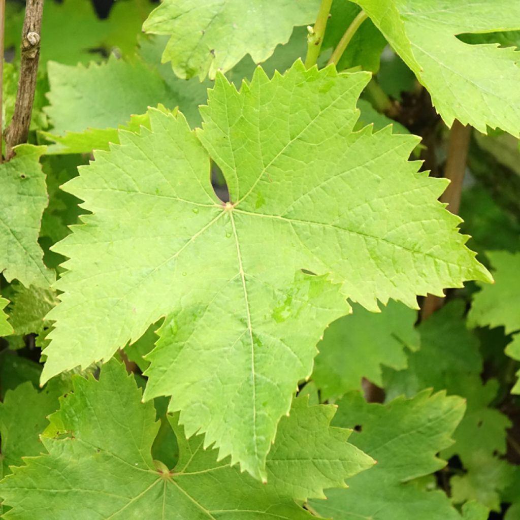Videira Moscatel de Alexandria - Vitis vinifera