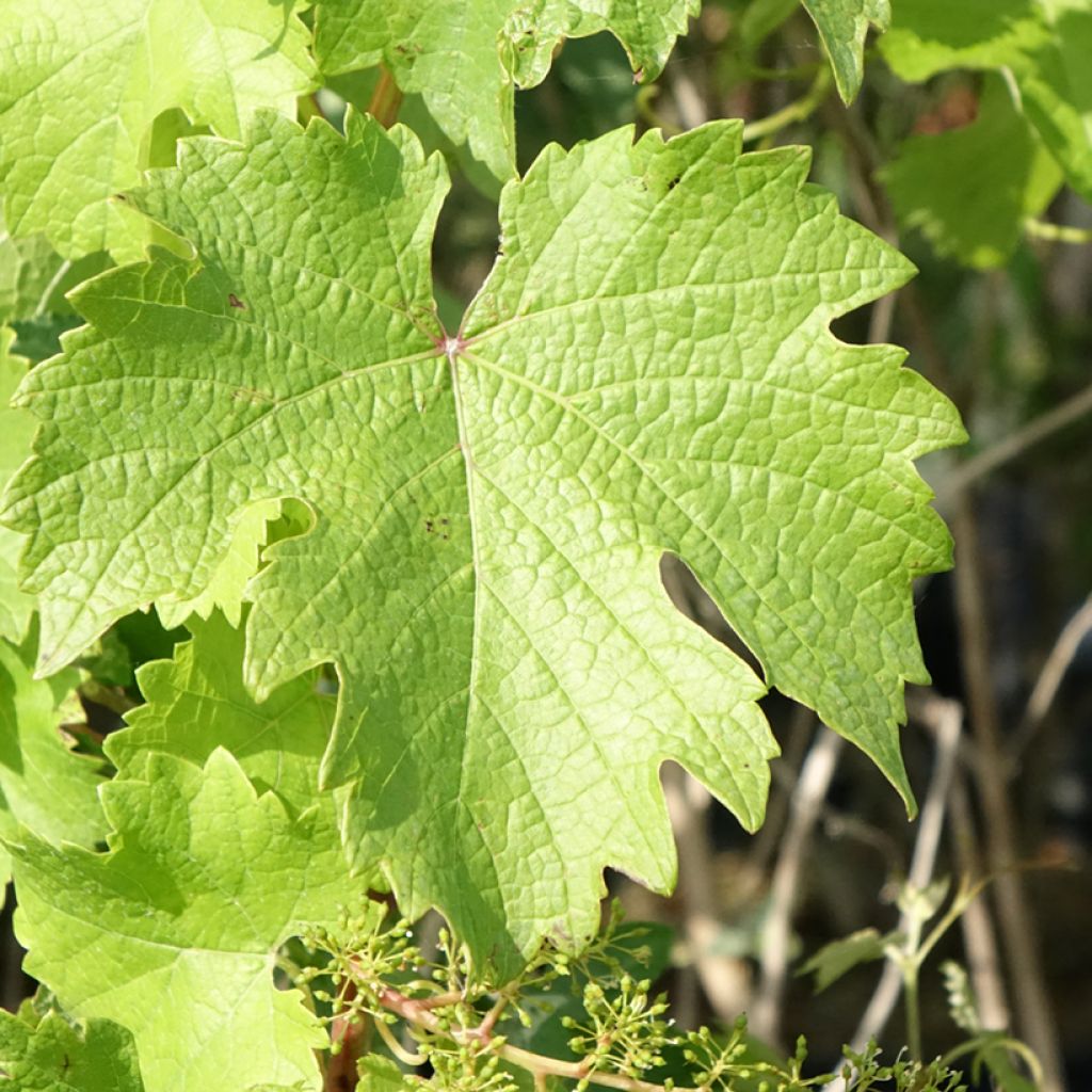 Videira Nathy-Sauvignac VignHappy Fruitality - Vitis