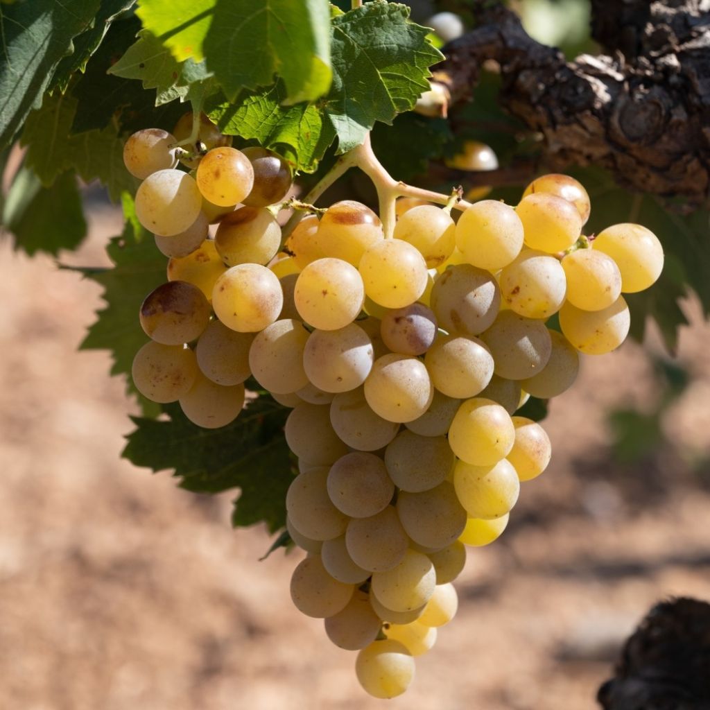 Videira Italia - Vitis vinifera