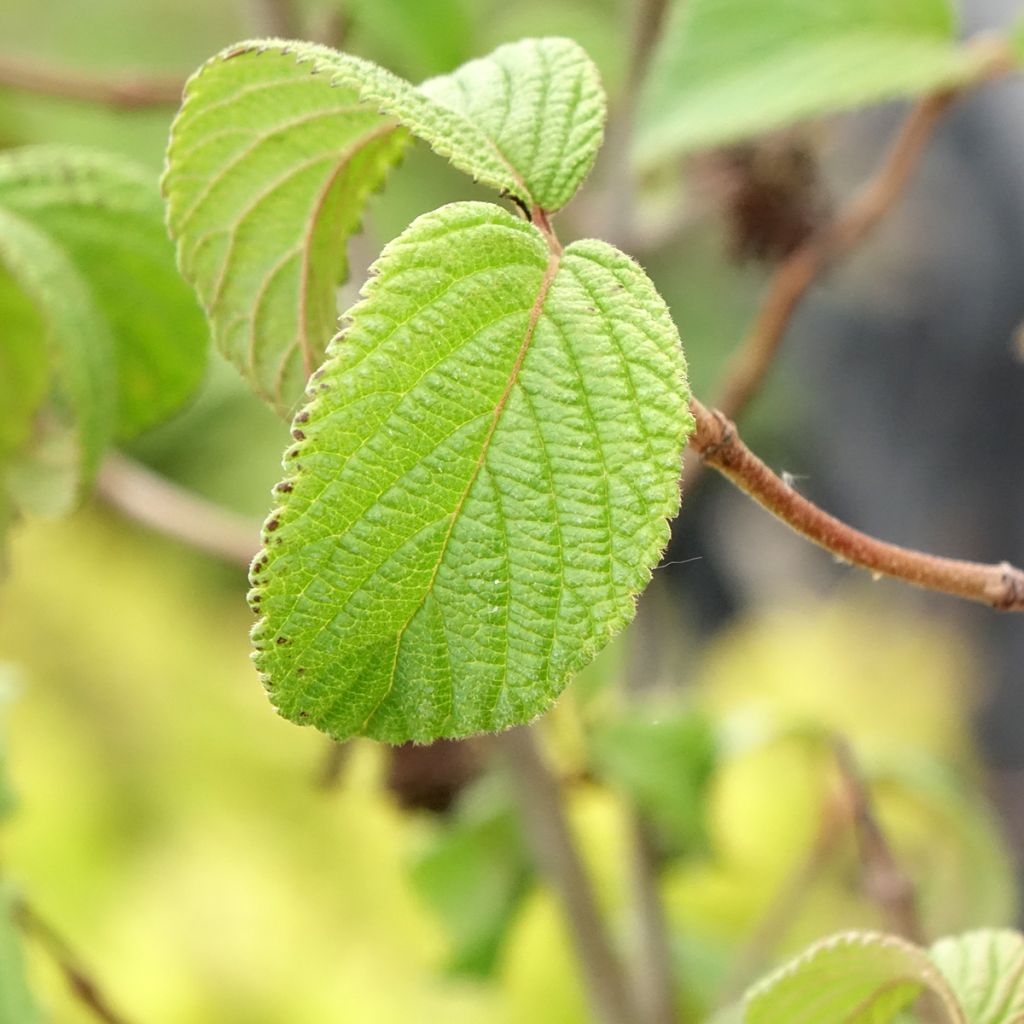 Viburnum plicatum Tomentosum - Viburno-do-japão