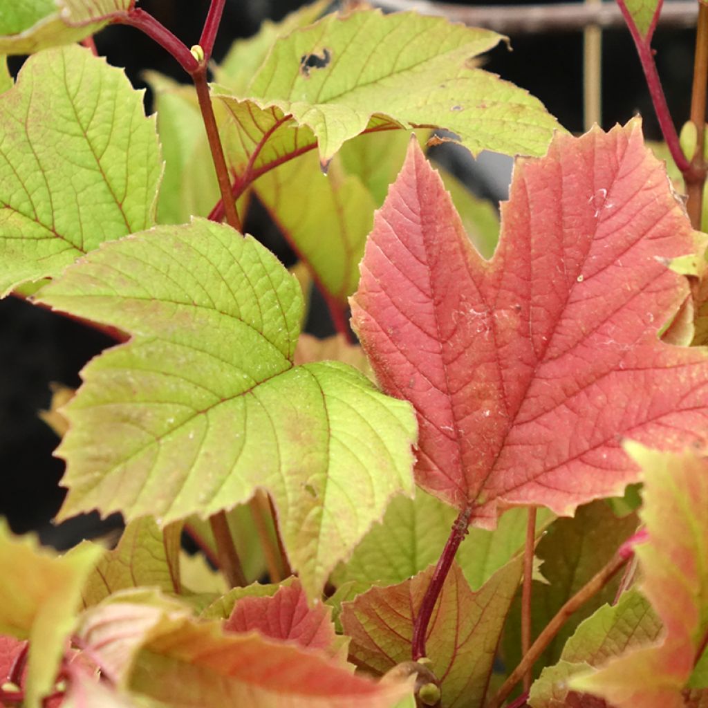Viburnum trilobum Spring Red Compact - Viburno trilobado