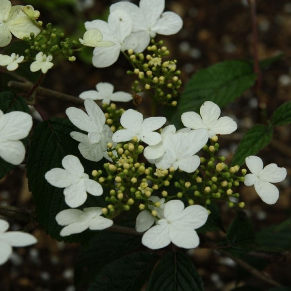 Viburnum plicatum Watanabe - Viburno-do-japão