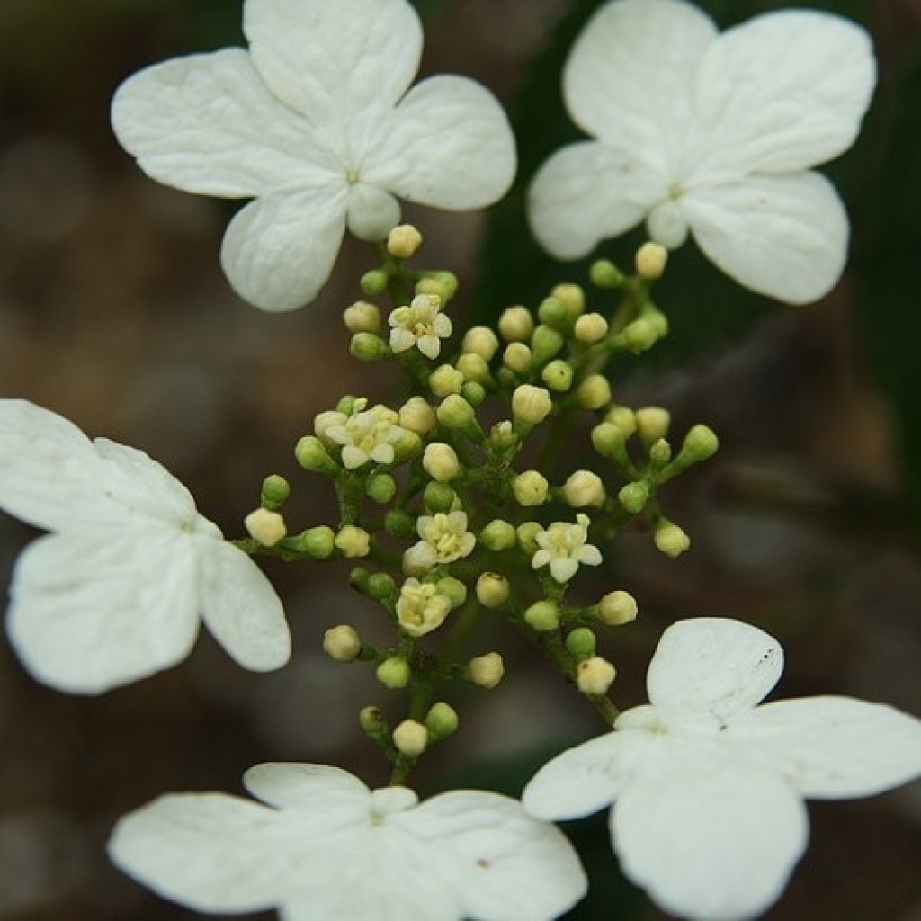 Viburnum plicatum Watanabe - Viburno-do-japão