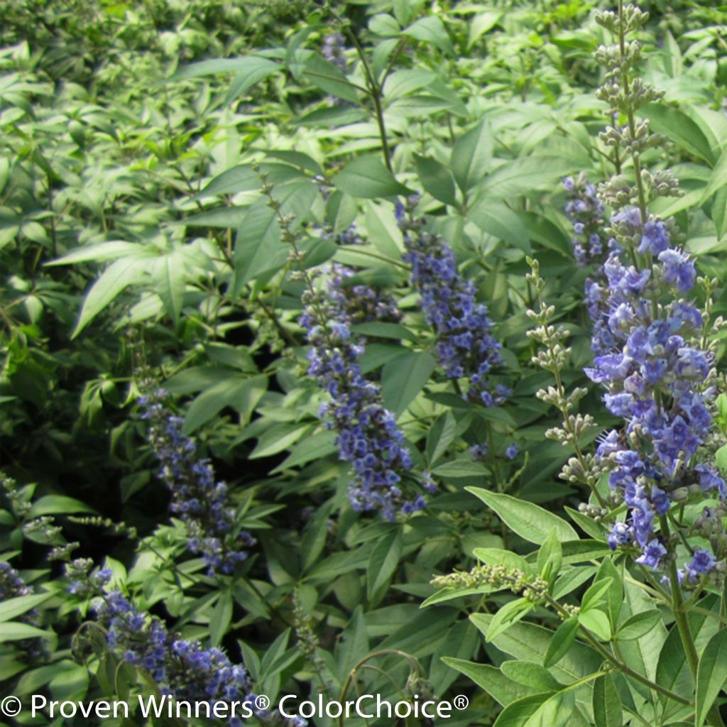 Vitex agnus-castus Blue Didley®