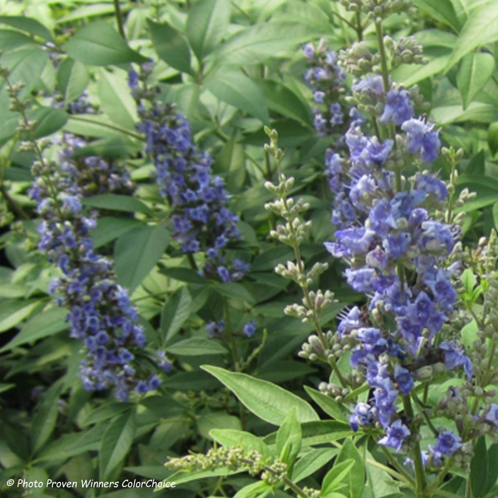 Vitex agnus-castus Blue Didley®
