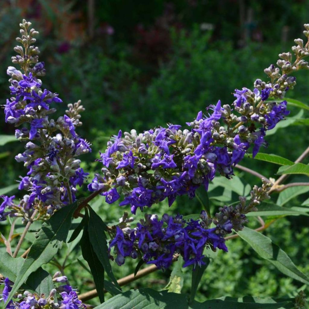 Vitex agnus-castus Delta Blues