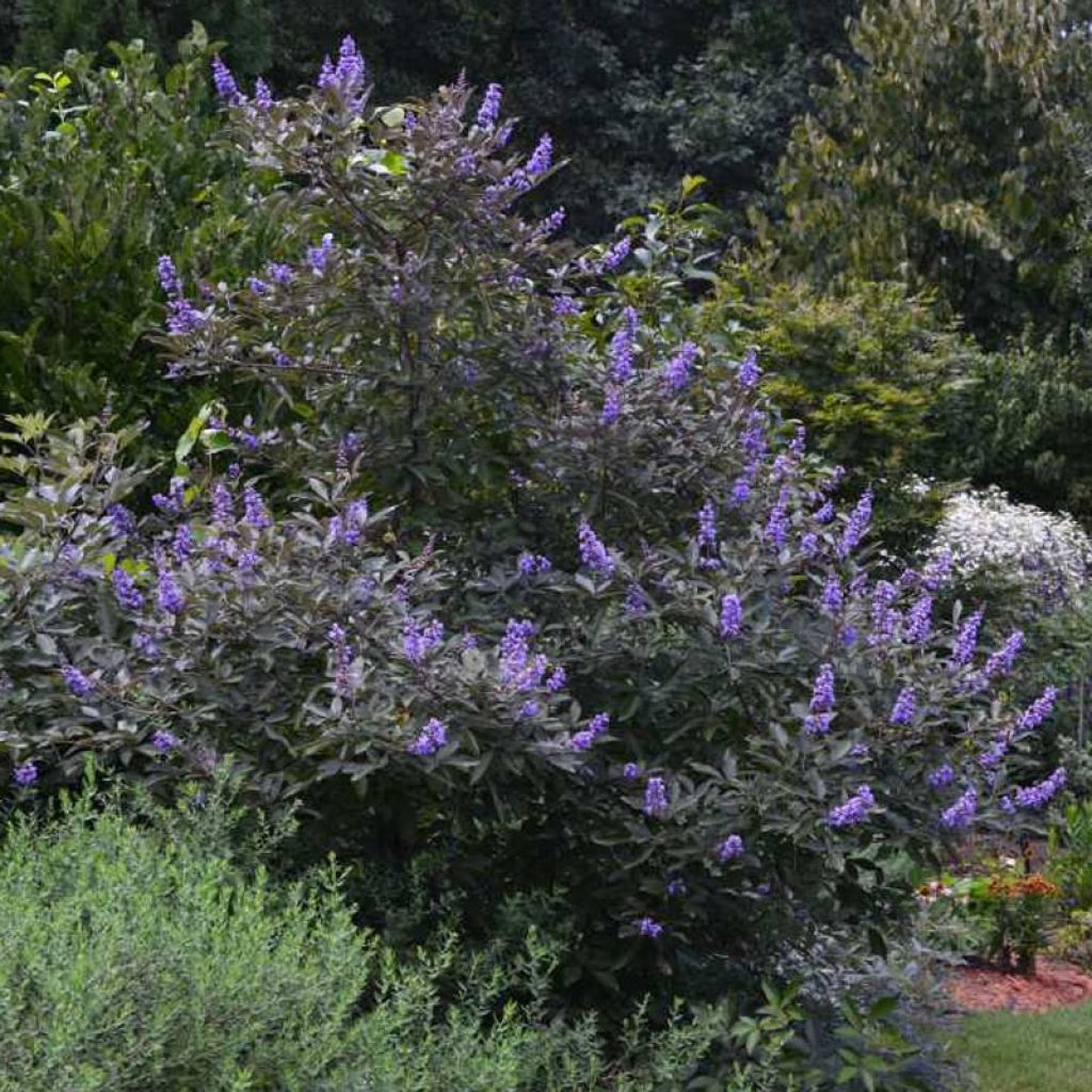 Vitex agnus-castus Flip Side