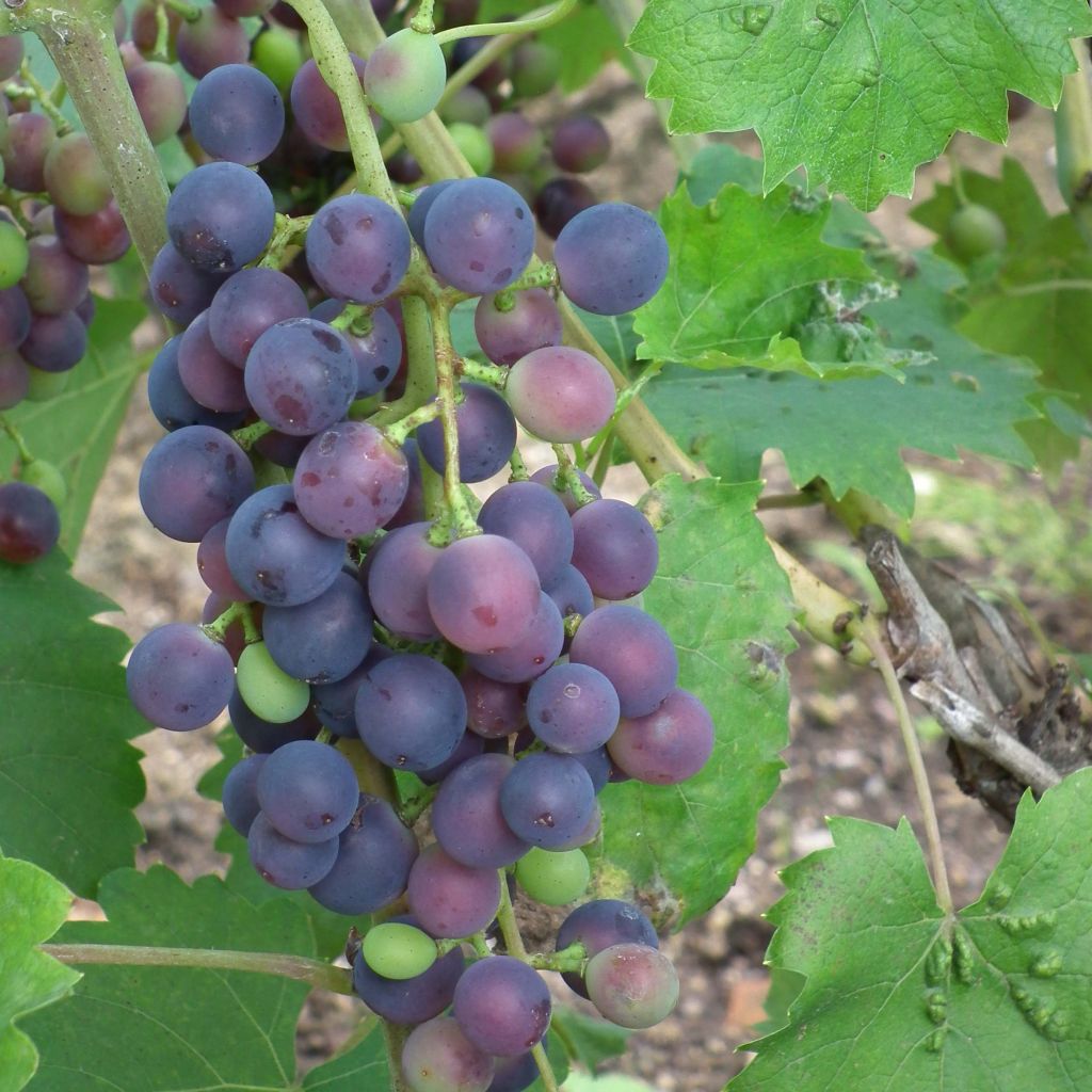 Videira Muscat Bleu - Vitis vinifera