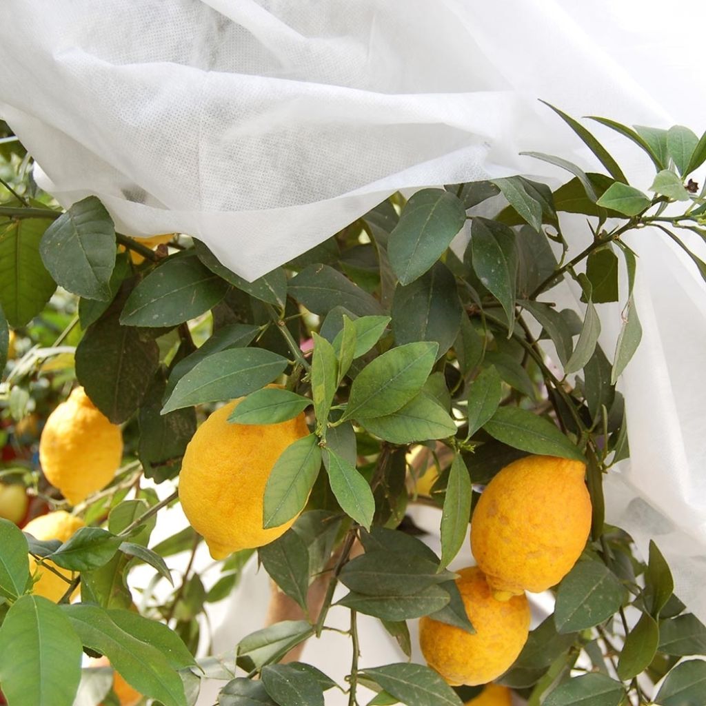 Tela de inverno branca 30 g/m² para invernos moderados