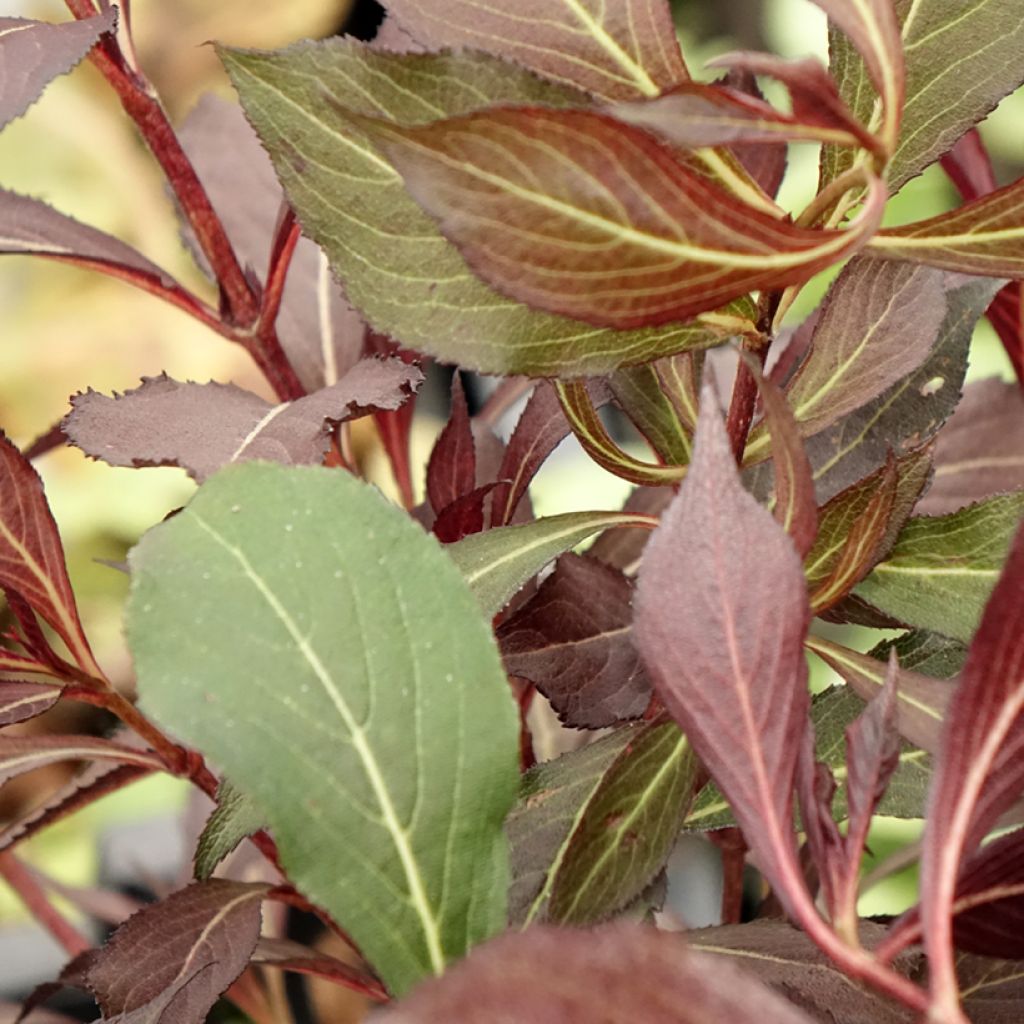 Weigélia florida Electric Love