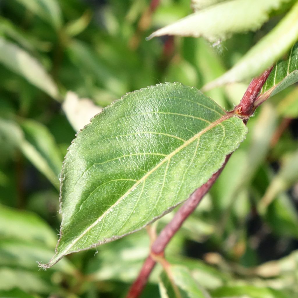 Weigélia florida Korea