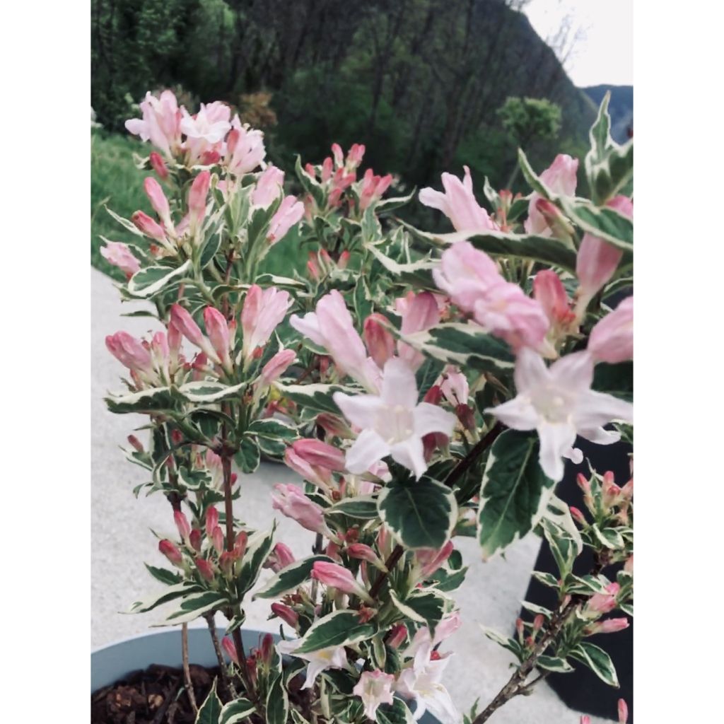 Weigélia florida Nana Variegata