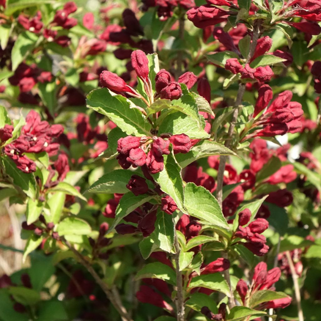 Weigélia florida Cherry Love