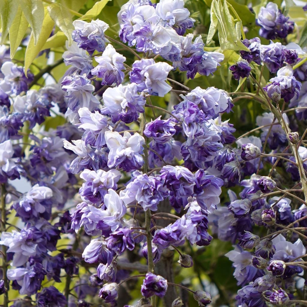 Wisteria Grande Diva Cecilia - Glicínia