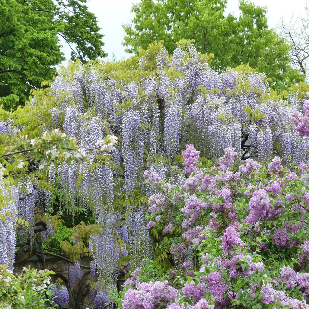 Wisteria floribunda Macrobotrys De Belder - Glicínia-japonesa