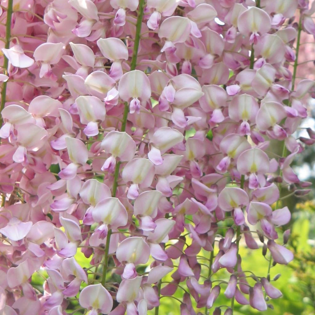 Wisteria floribunda Honbeni - Glicínia-japonesa