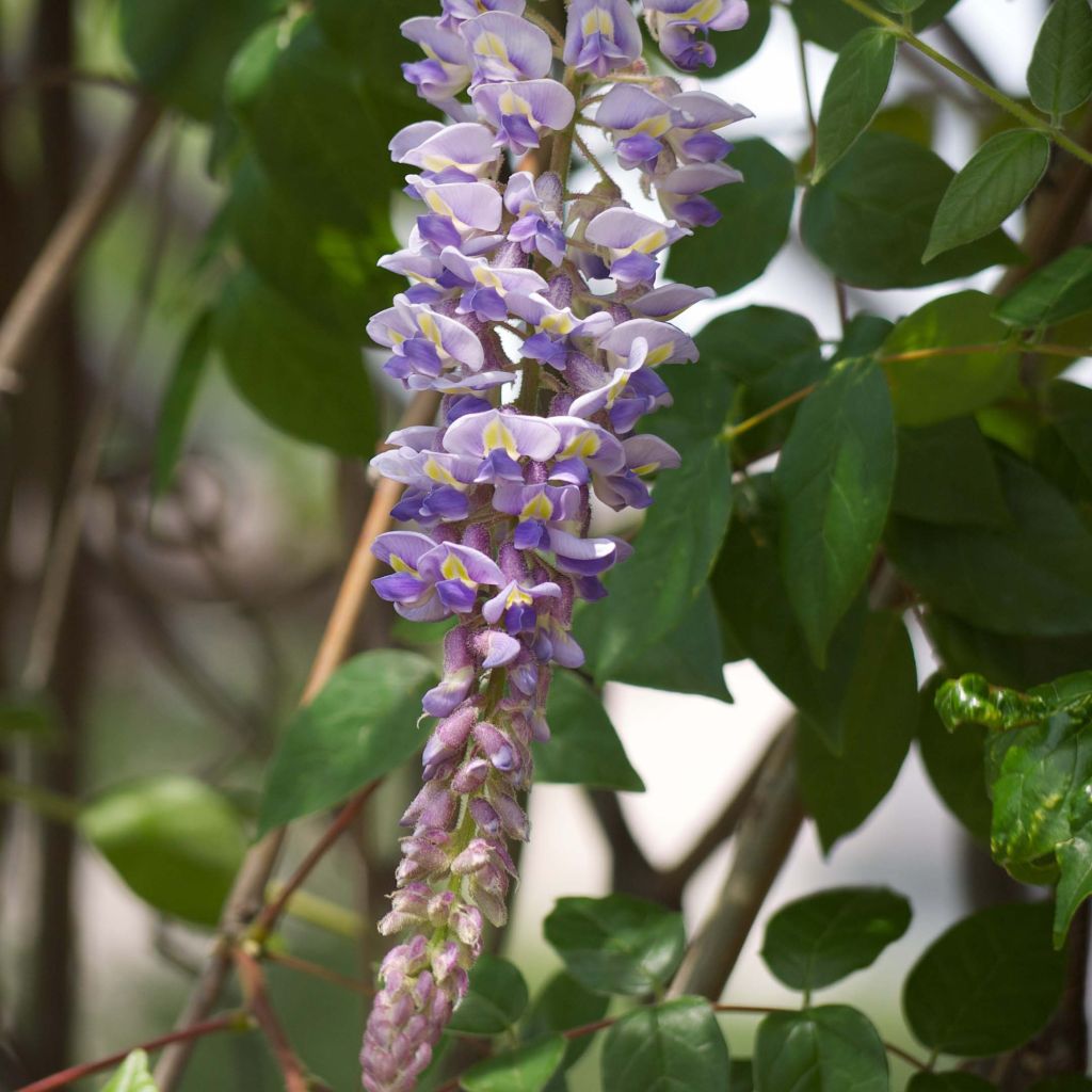 Wisteria macrostachya - Glicínia-do-Kentucky