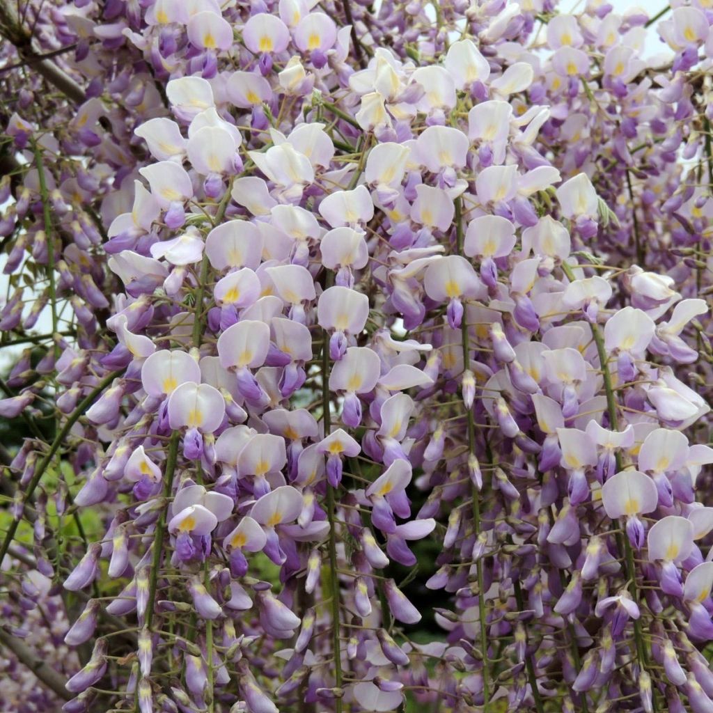 Wisteria Grande Diva Maria - Glicínia