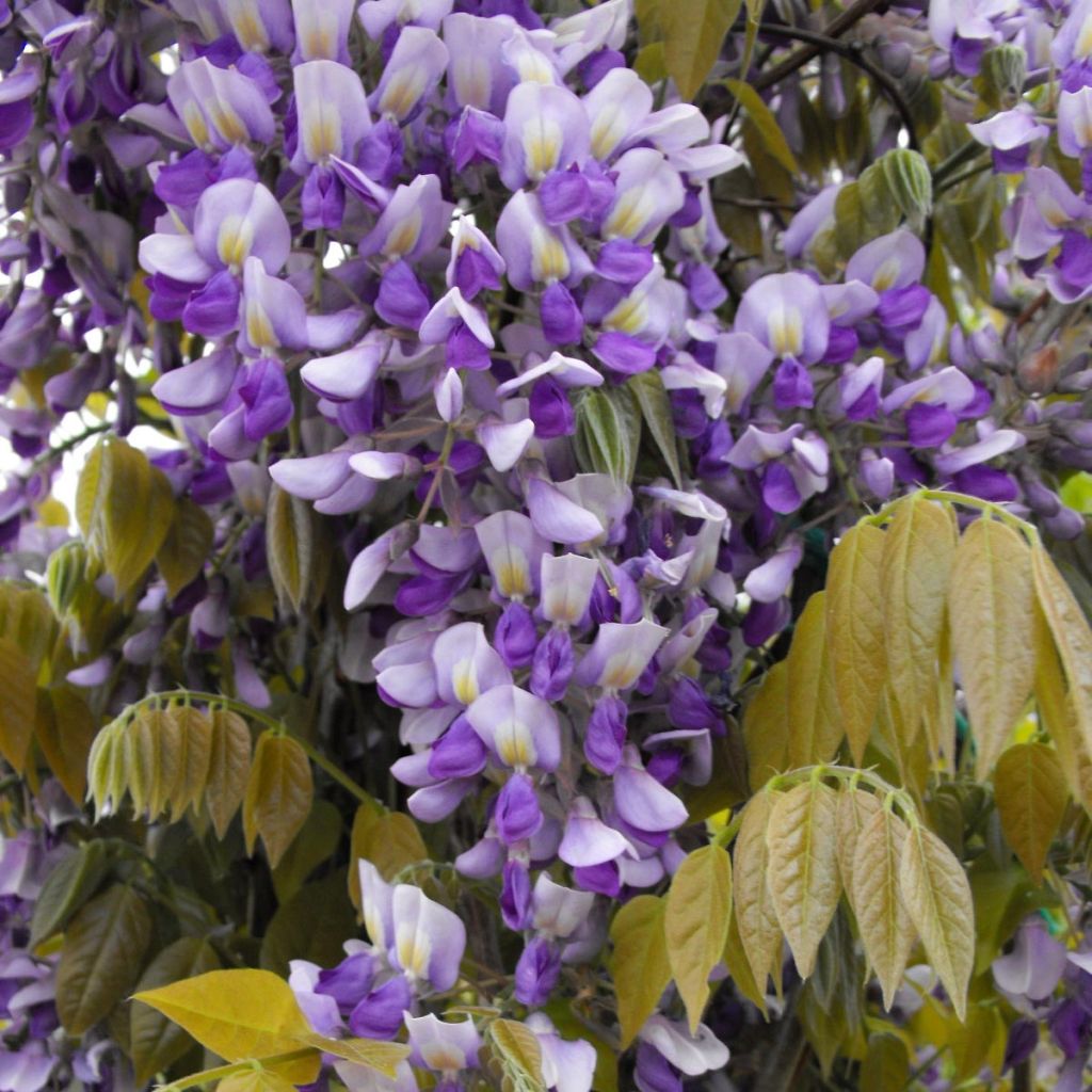 Wisteria Grande Diva Nathalie - Glicínia