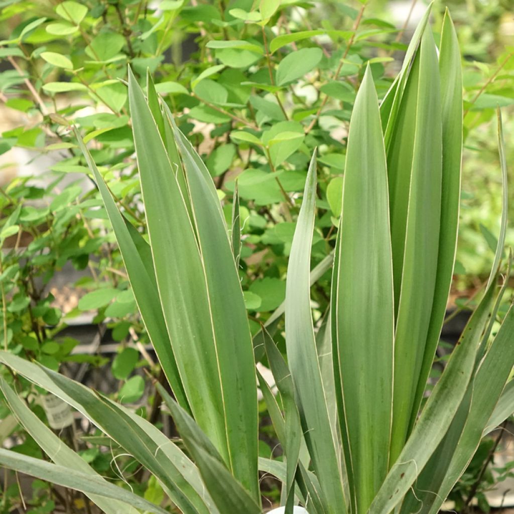 Yucca filamentosa