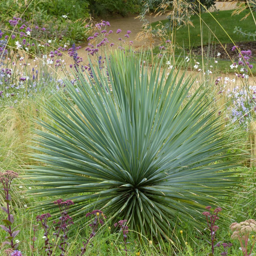 Yucca rostrata - Iúca-azul