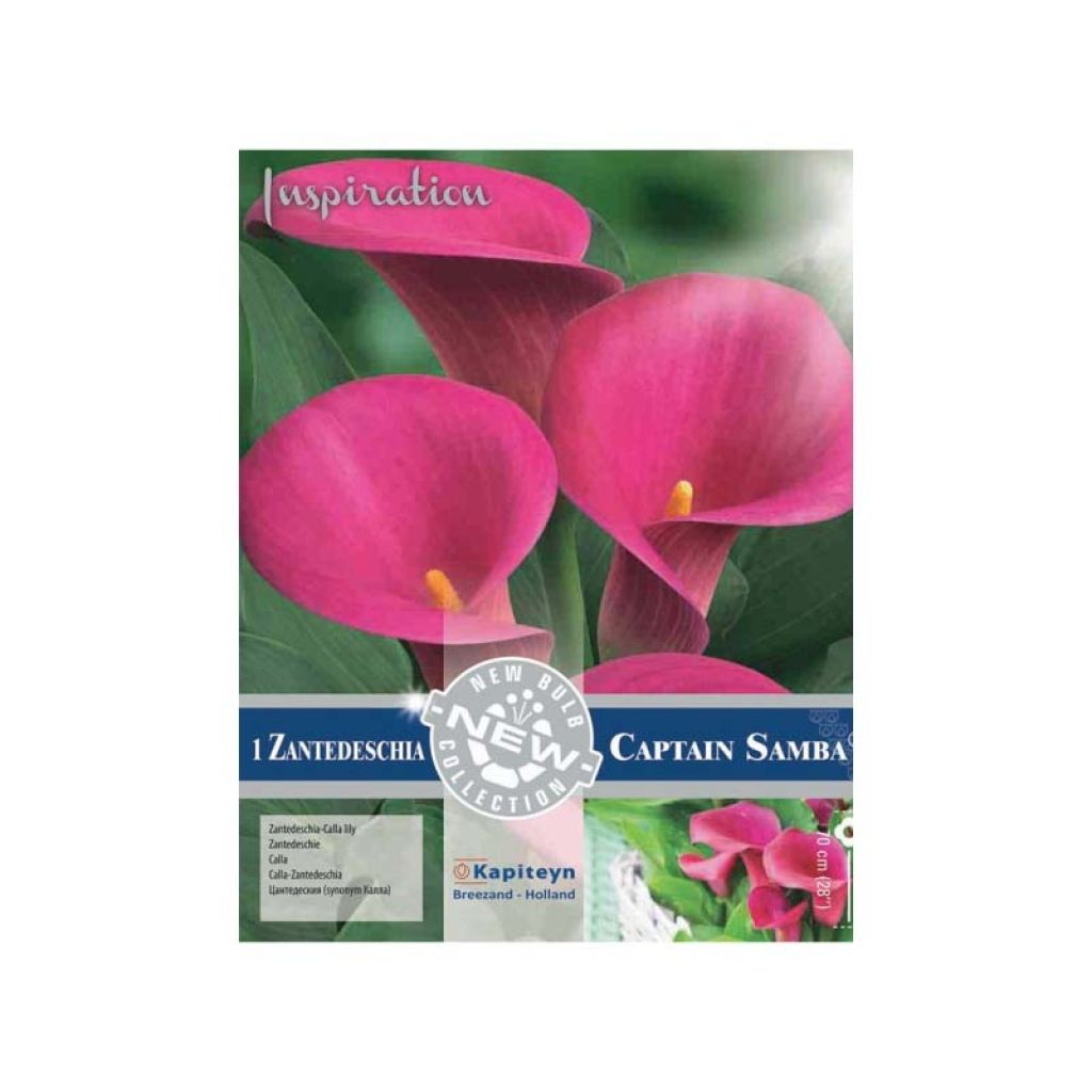 Zantedeschia Captain Samba