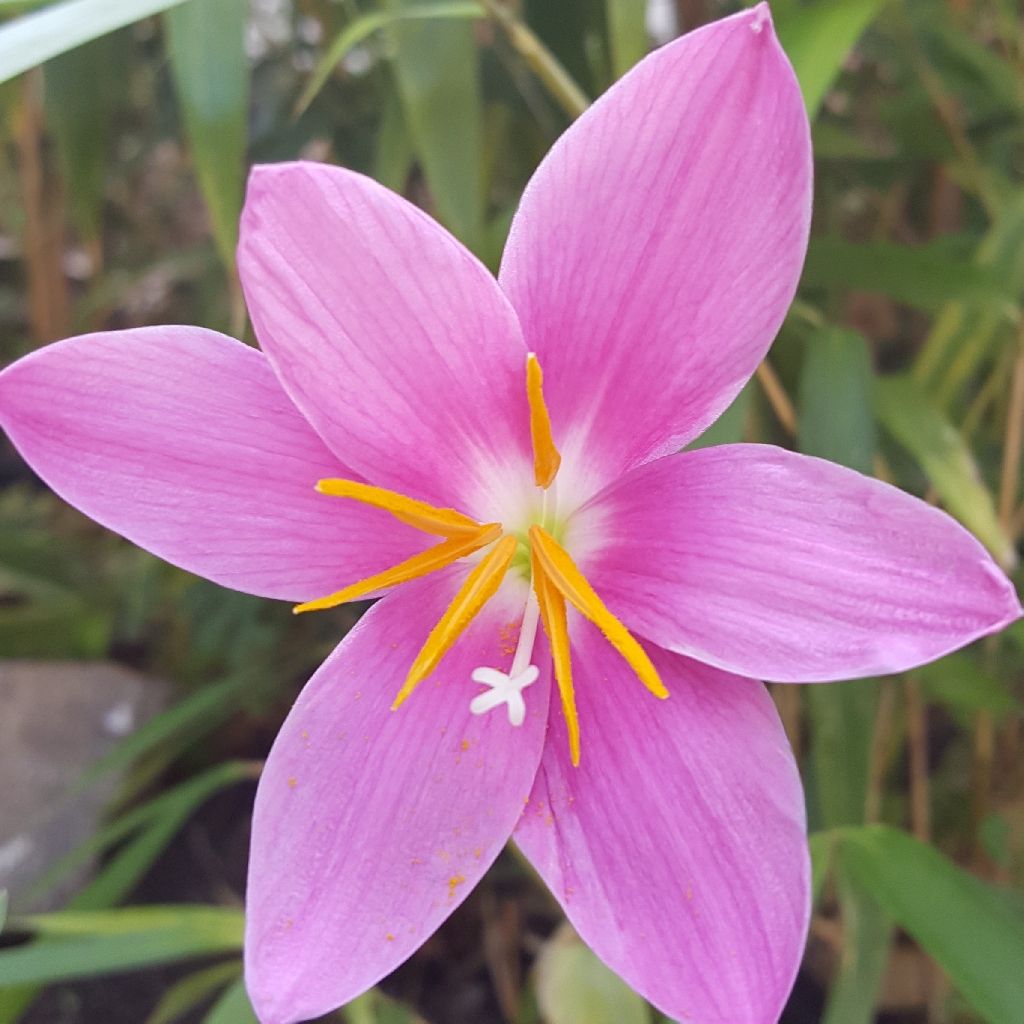 Zephyranthes rosea