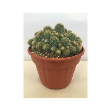 Rebutia sp
