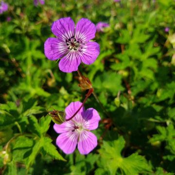 Geranium wallichianum Magical® All Summer Delight