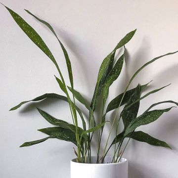 Aspidistra elatior Milky Way