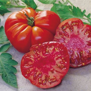 Tomate Tomande F1 tipo marmande Bio em mini-torrões