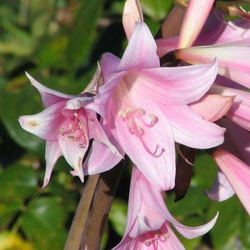 Amaryllis belladonna