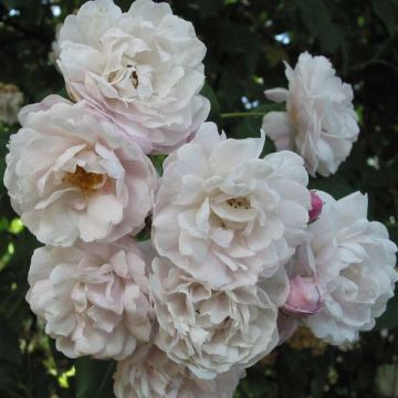 Roseira trepadeira Blush Noisette