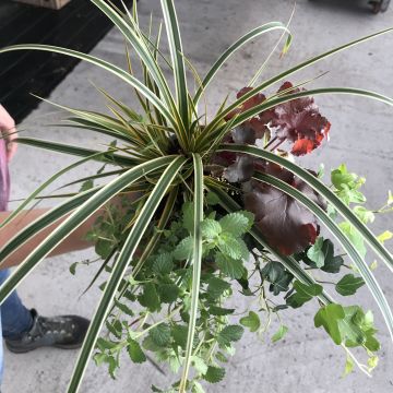 Composição Encanto de Outono - conjunto de 4 plantas