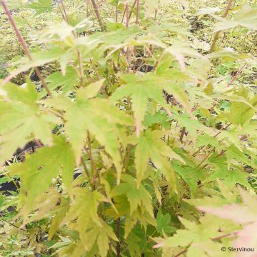Bordo-do-japão Red Wood - Acer palmatum
