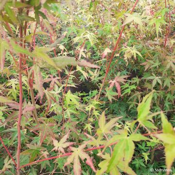 Bordo japonês Ueno Yama - Acer palmatum