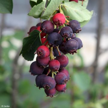 Amelanchier alnifolia Martin - Amora-de-saskatoon