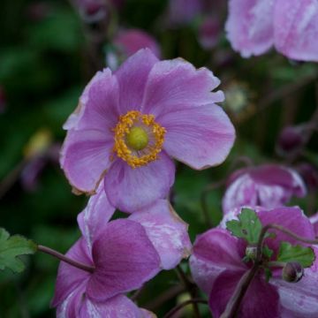 Anémona-do-japão Rosenschale - Anemone × hybrida